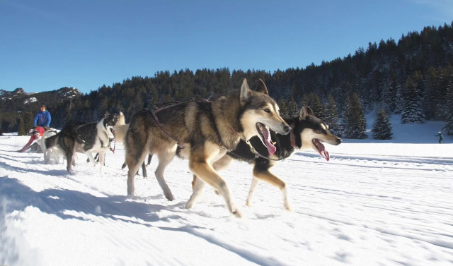 Chamrousse booking winter holidays flat rental chalet activity dog sledding ski resort mountain grenoble isere lyon french alps france