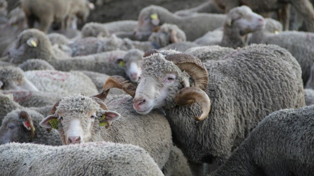 Chamrousse mountain animal sheep summer resort grenoble isere french alps france