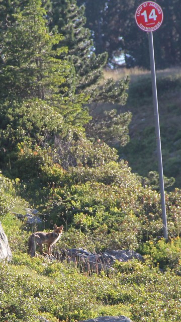 Chamrousse mountain animal fox summer resort grenoble isere french alps france