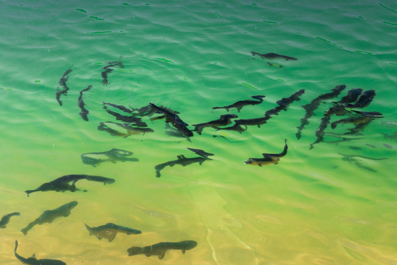Stöpselfischen Forelle Lac des Vallons Chamrousse