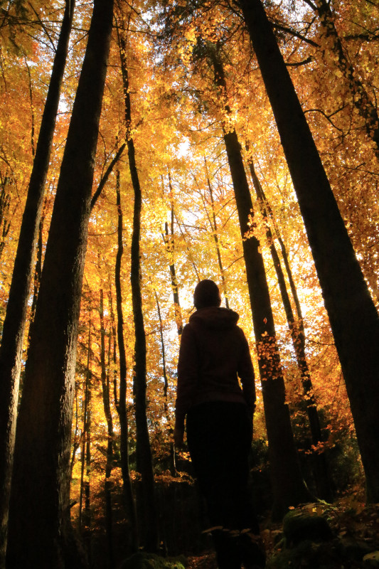 Foret d'Automne