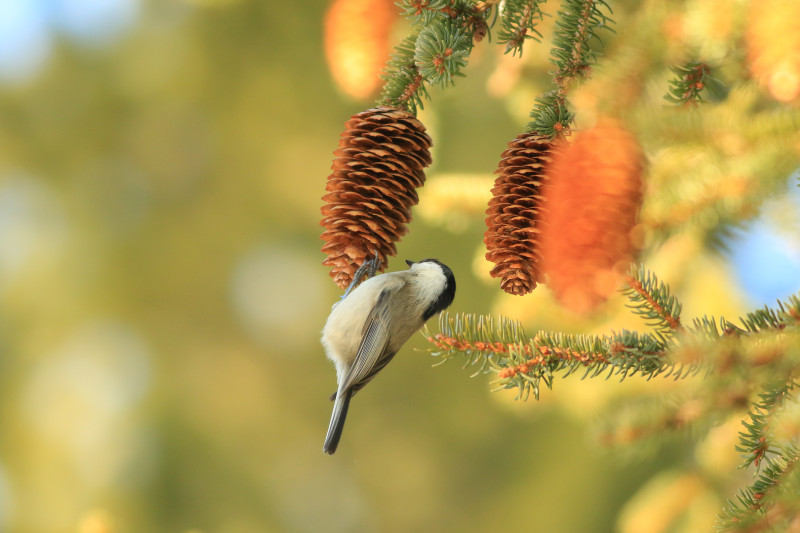 Mésange Boréale
