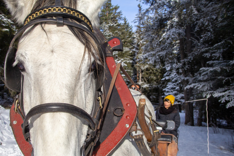 Chamrousse carriage ride activity test arselle plateau nordic area mountain ski resort grenoble isere french alps france