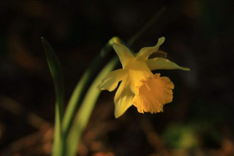 Chamrousse flora flower wild daffodil april mountain resort grenoble isere french alps france