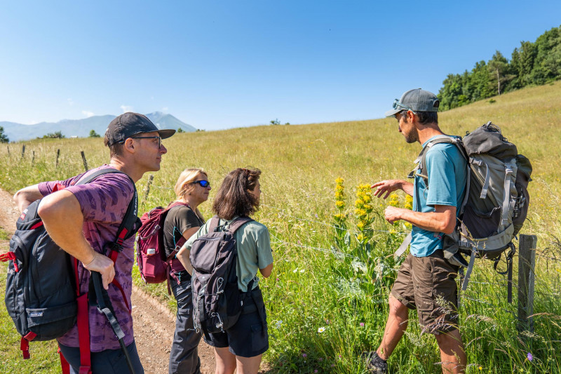 Chamrousse gr738 étape 11 chamrousse vizille prairie gentiane été station montagne grenoble isère alpes france