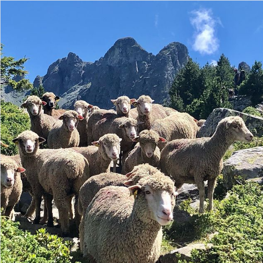 Chamrousse sheep Croix Chamrousse Robert lakes resort summer mountain grenoble french alps france