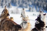 Chamrousse sled dogs