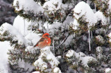 Crossbill and winter pine