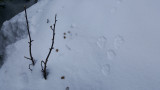 Animal tracks in the snow in Chamrousse