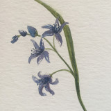 Chamrousse watercolour walk