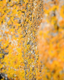 Nature Photo Workshop_Chamrousse