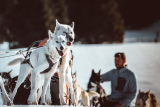 Neva et Obione - chiens de traineaux Chamrousse