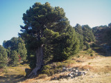 Photo arbres remarquables Chamrousse