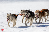 Photo Lekkarod course chiens de traîneau