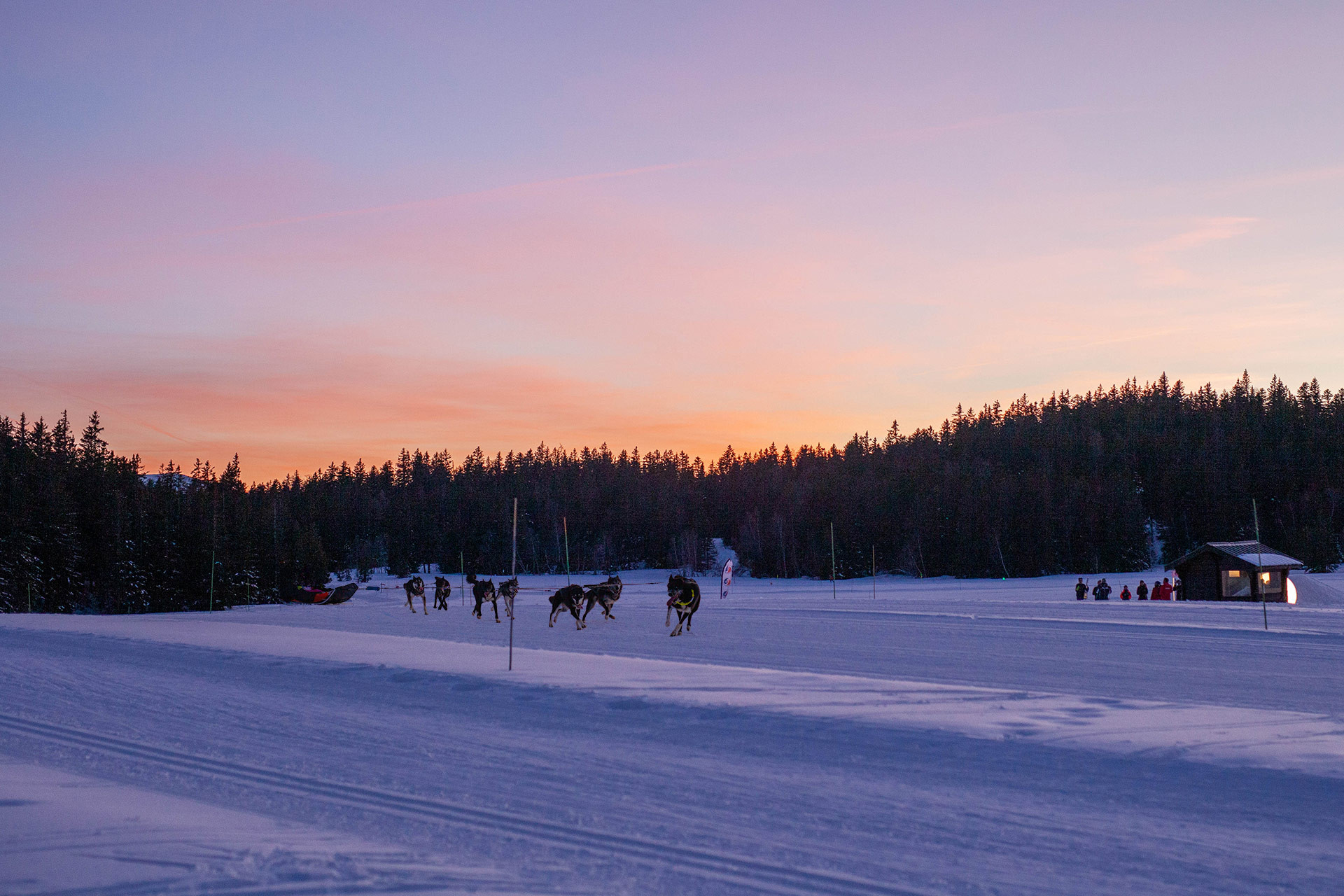 Chamrousse sunset sled dog