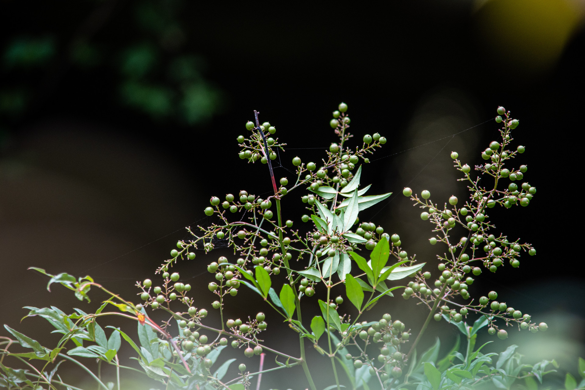 Morgens aufwachen Chamrousse