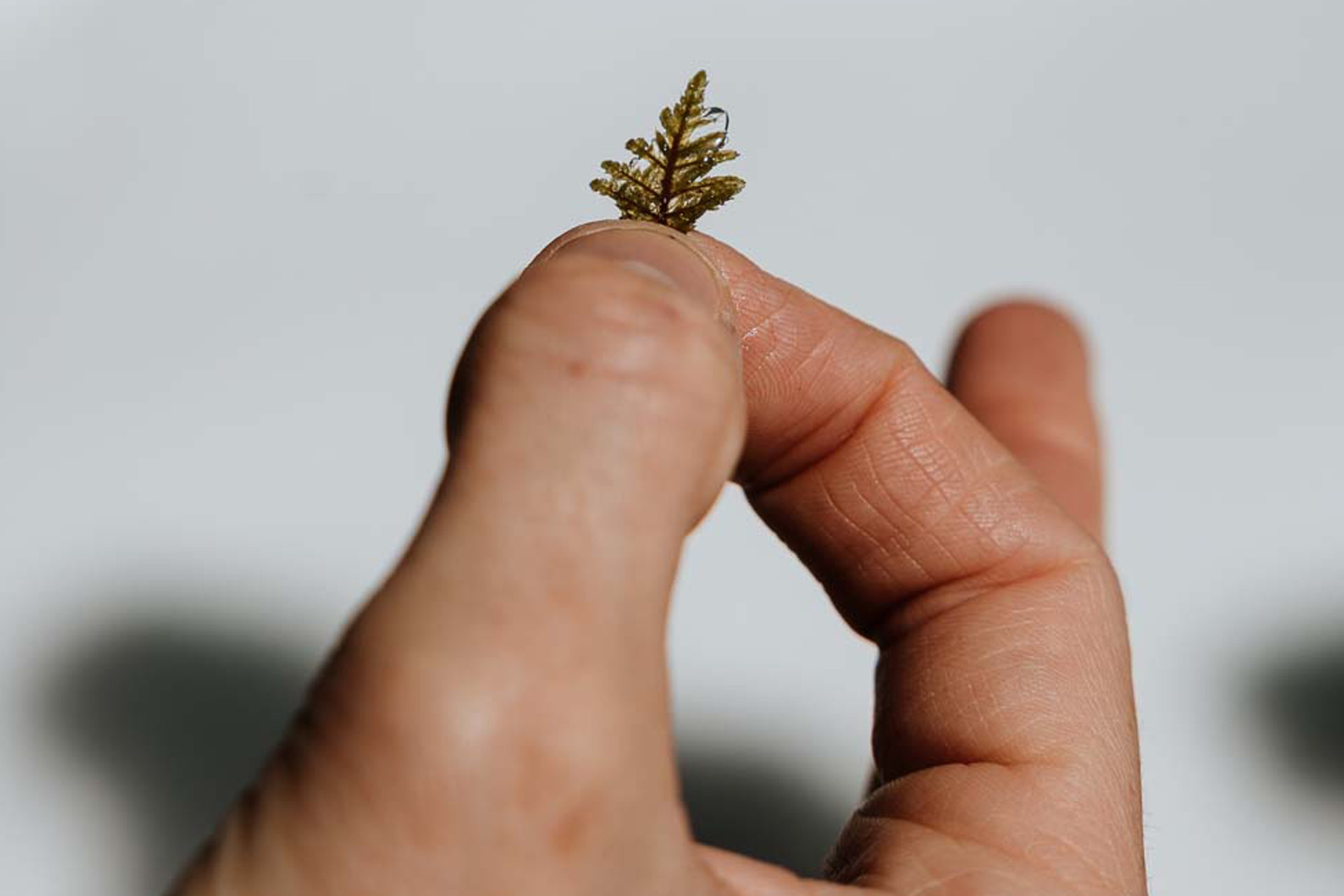 5 senses walk Chamrousse forest - © Isabelle Bronner 5 senses walk Chamrousse forest