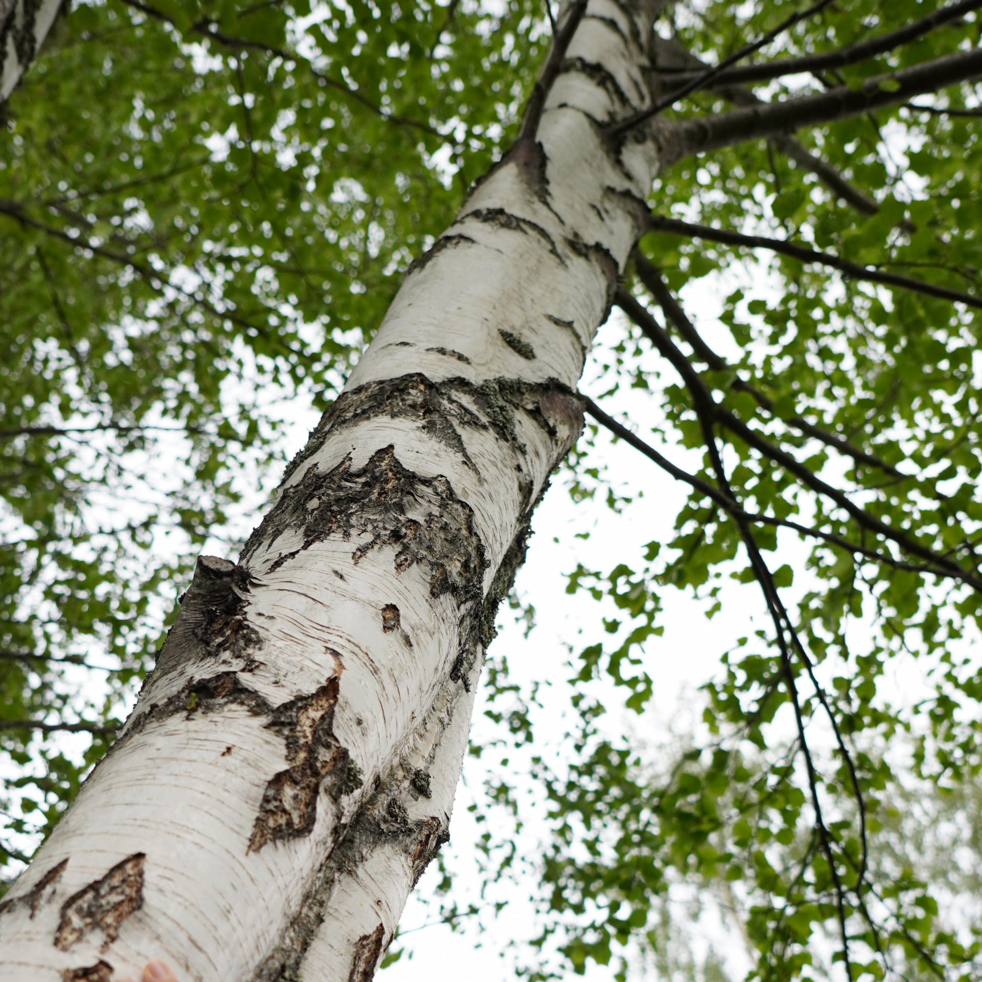 Bain de forêt Chamrousse - © Isabelle Bronner Bain de forêt Chamrousse