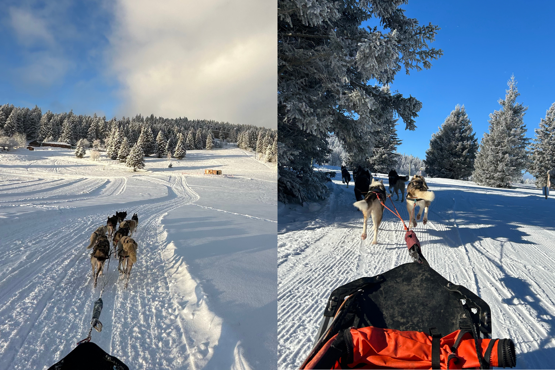 dogsledding Chamrousse - © SAS Barbot - Chiens de traineaux Chamrousse dogsledding Chamrousse