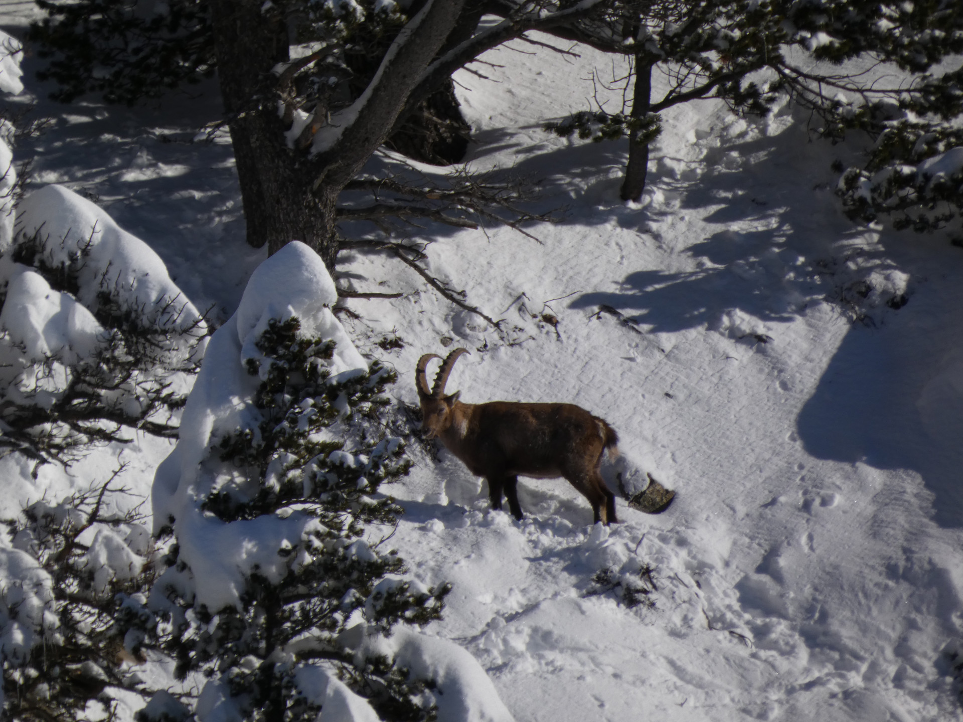 Raquettes Chamrousse