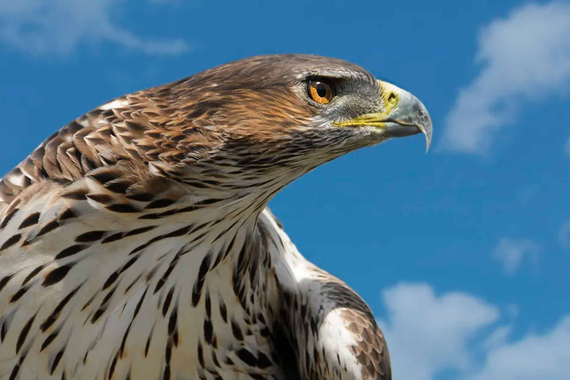 Naturanimationen von ADHEC_Chamrousse