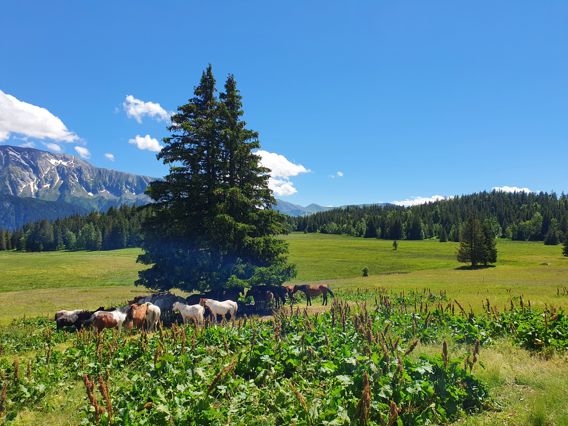 Equestrian activities on the Arselle plateau_Chamrousse