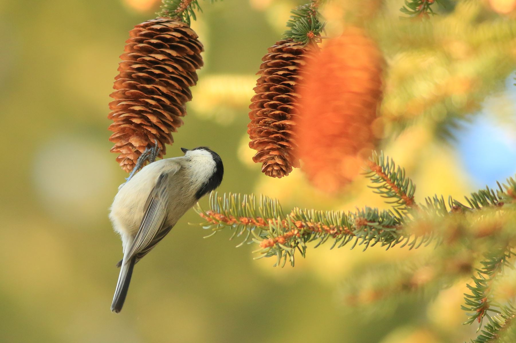 Boreal Chickadee - © Jonathan Perret Boreal Chickadee