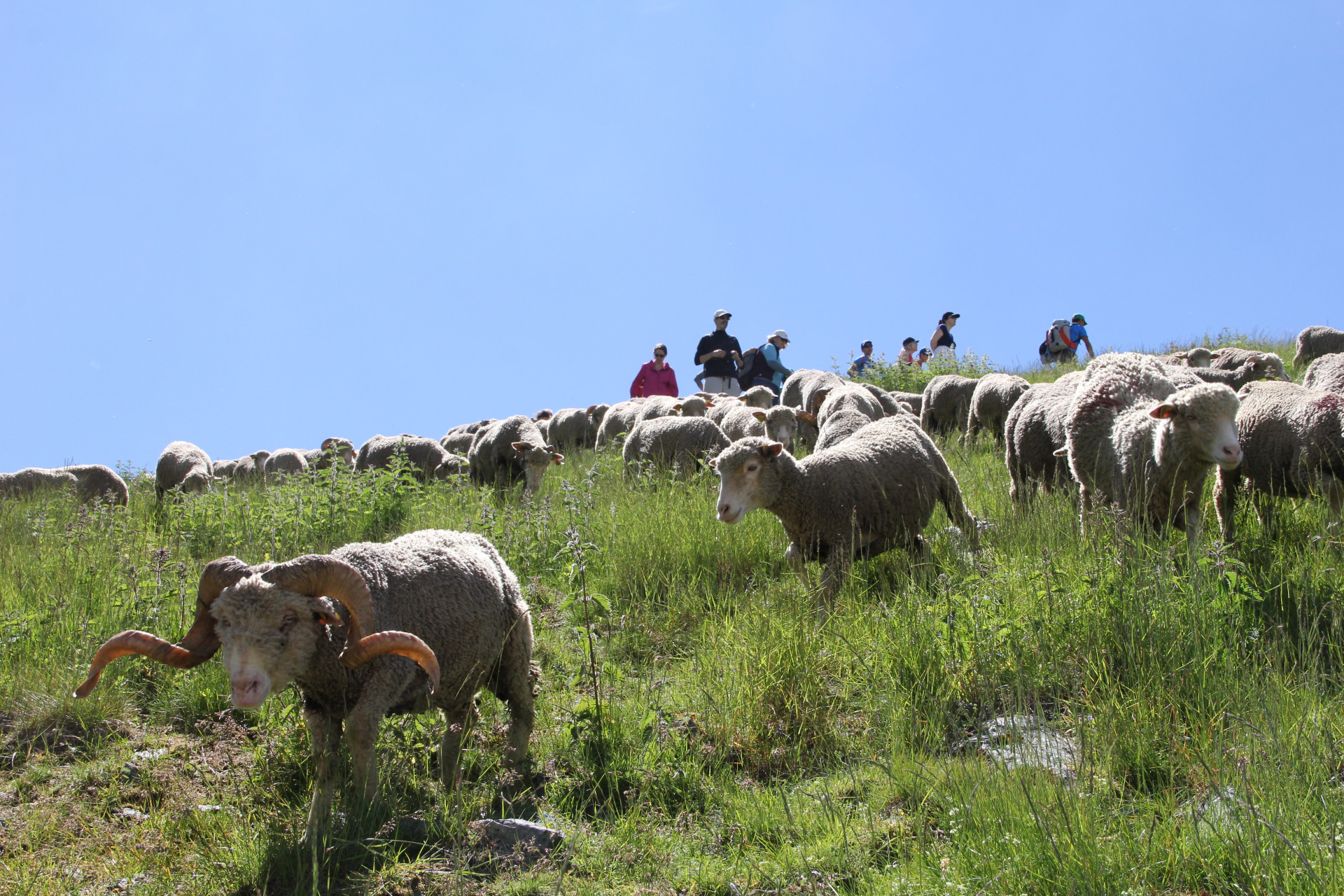 Fête de la Transhumance