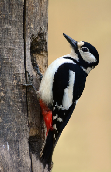 Exposition Faune Natura 2000 Belledone sud_Chamrousse