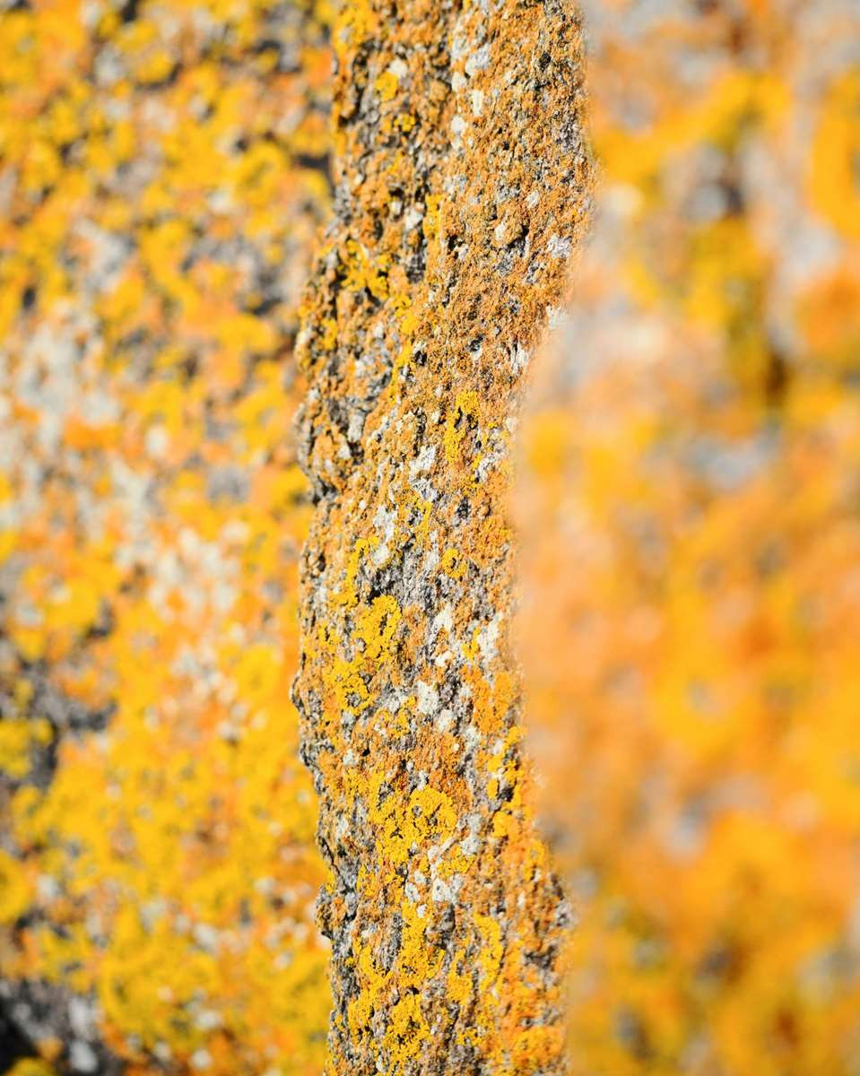 Nature Photo Workshop_Chamrousse