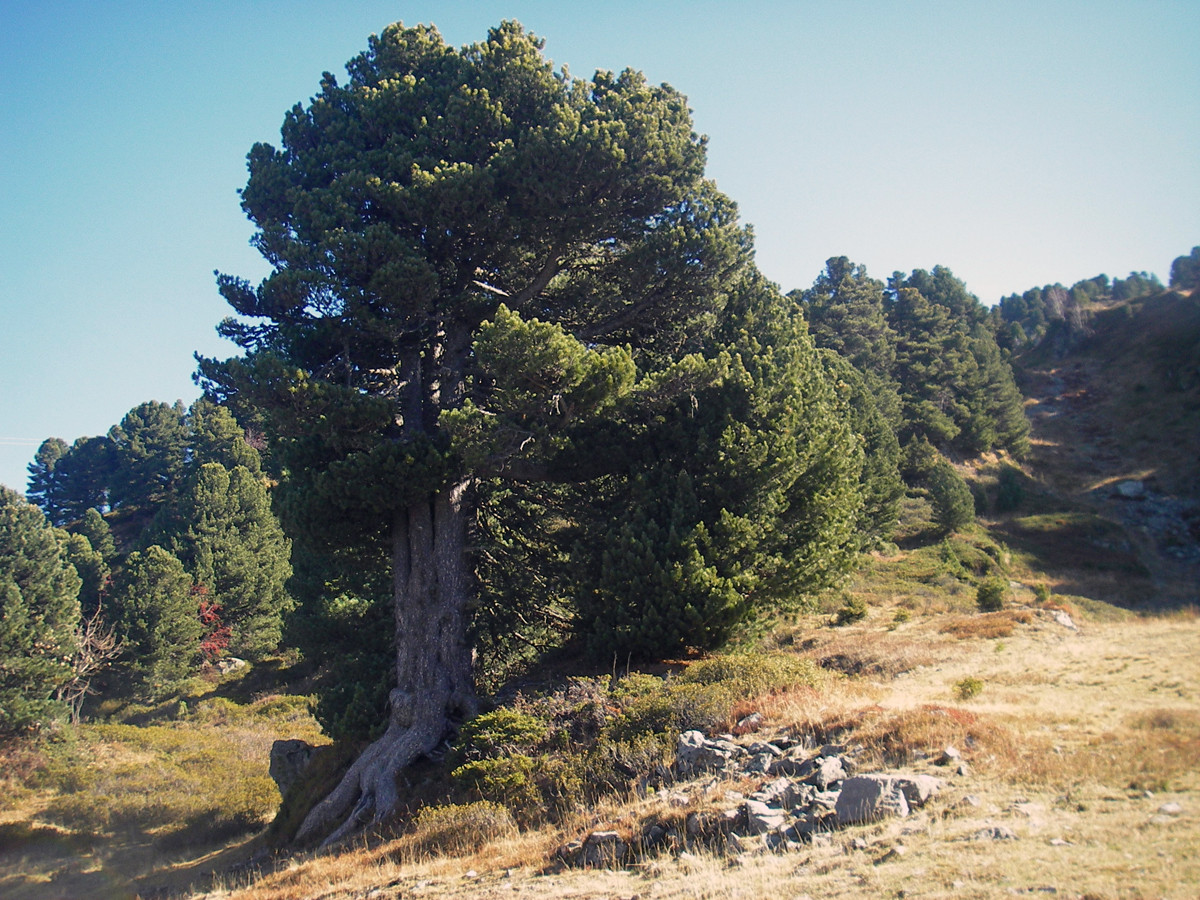 Arbres remarquables Chamrousse - © Daniel Leyssieux - Chamrousse Arbres remarquables Chamrousse