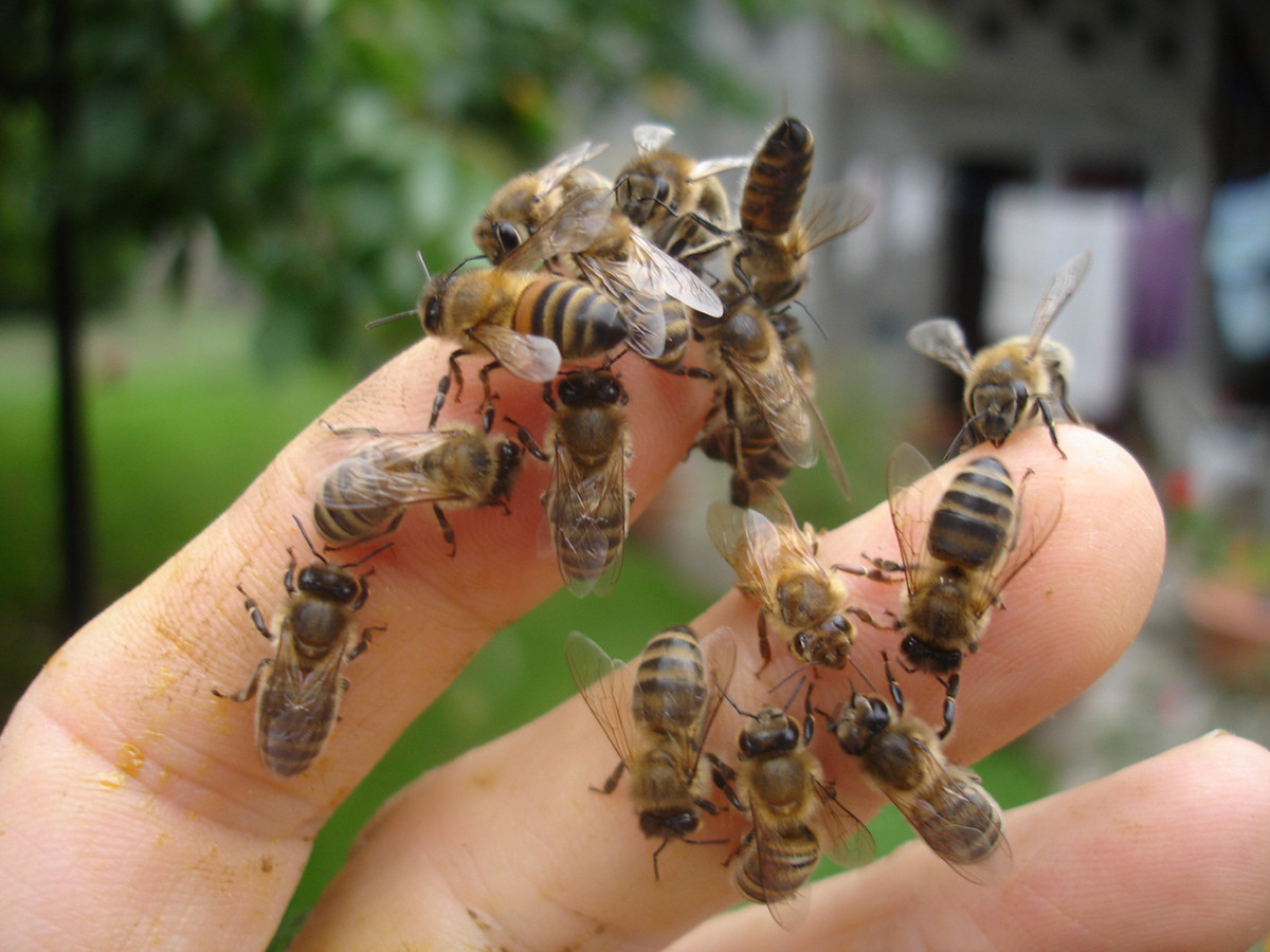 Animation Bienenzucht Chamrousse