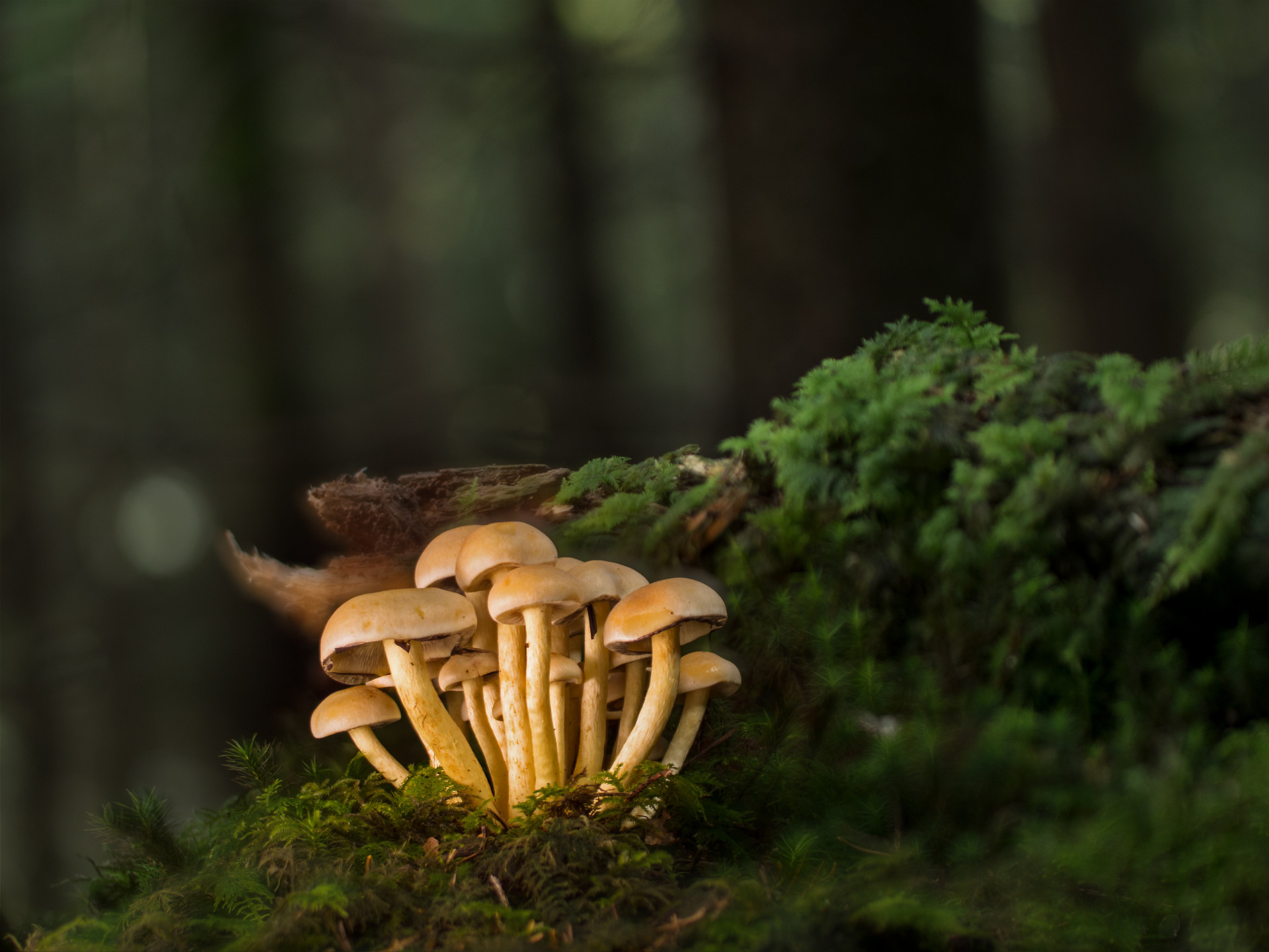 Pilz-Wochenende_Chamrousse