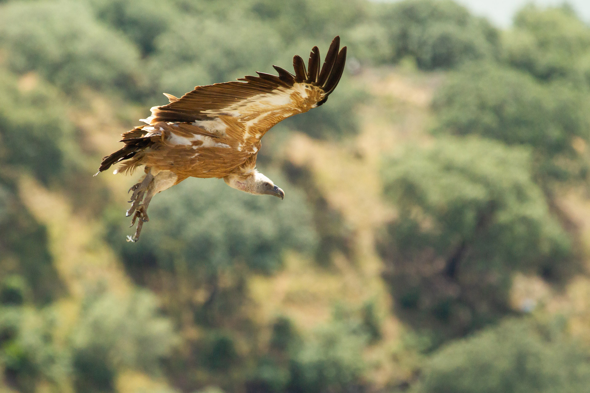 Oiseau montagne - © Freepik - wirestock Oiseau montagne