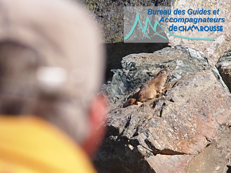 Balade faune - © Bureau des Guides et Accompagnateurs Balade faune