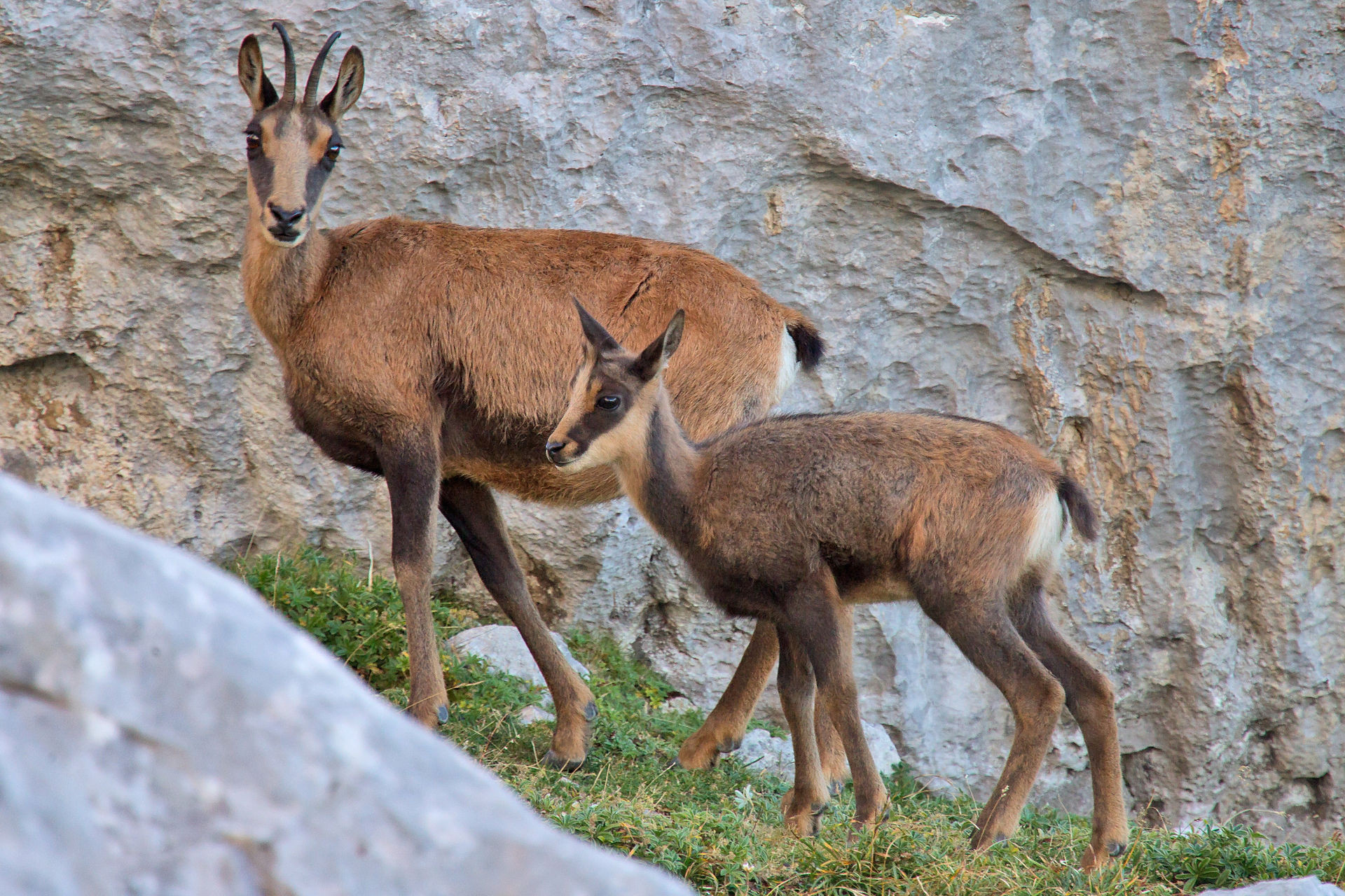Chamois à Chamrousse - © Bureau des guides de Chamrousse Chamois à Chamrousse