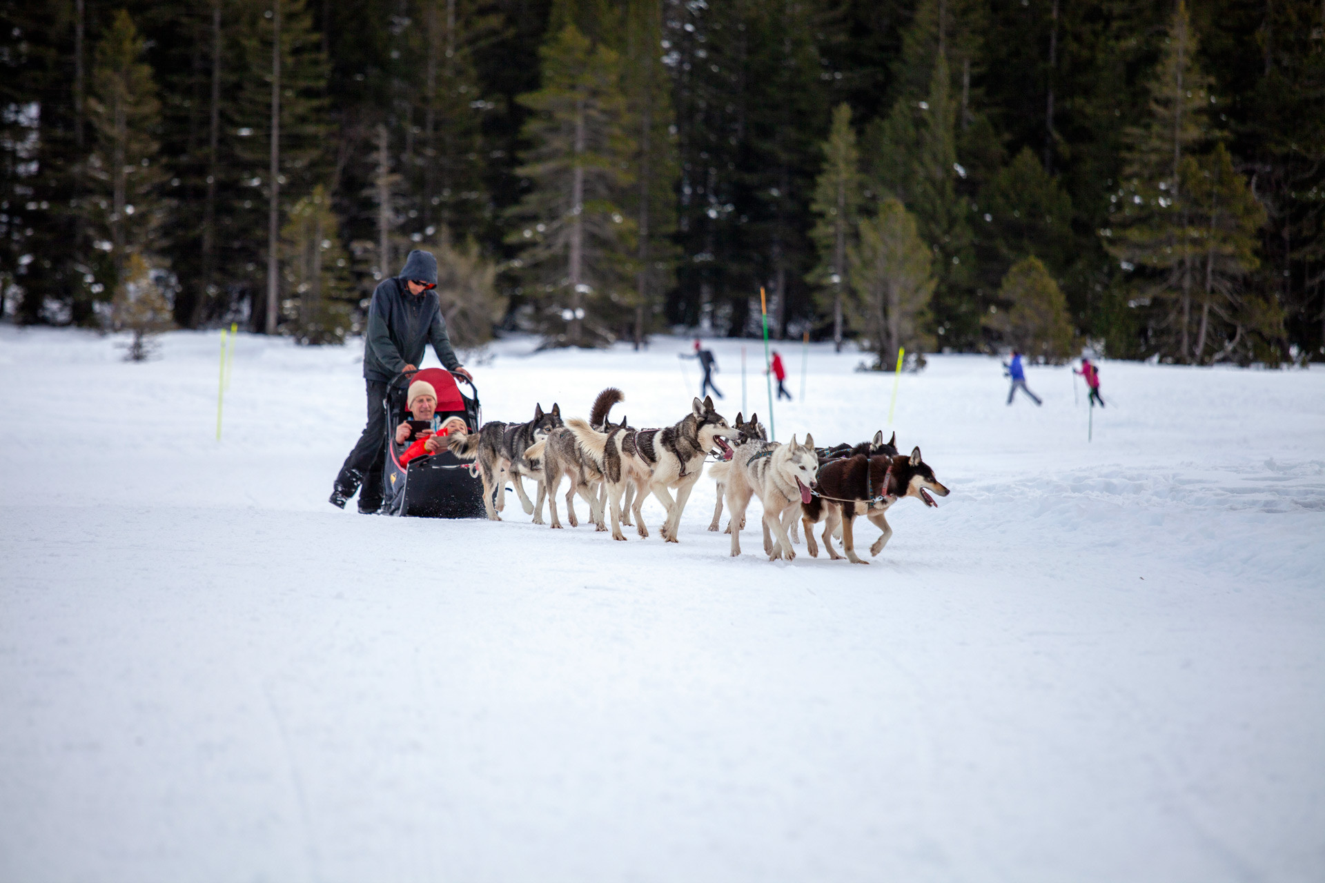 Nordic dog sledding Chamrousse