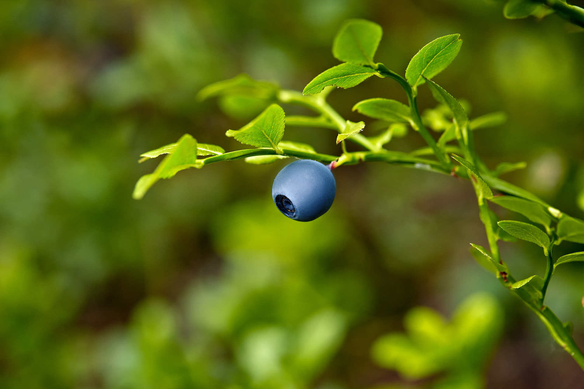 Plante montagne - © Freepik - YuliiaKa Plante montagne