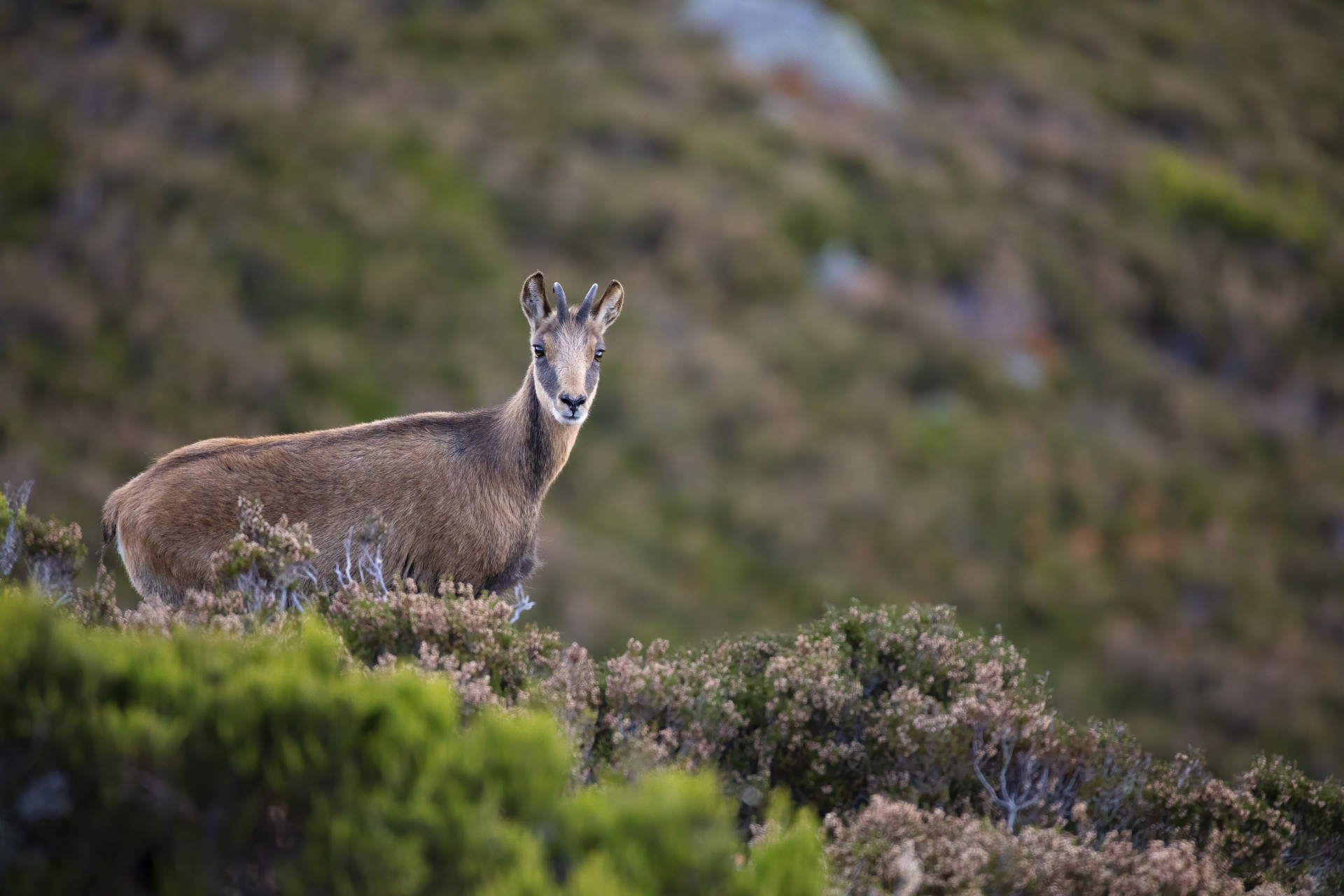 Chamois - © Freepik - Wirestock Chamois