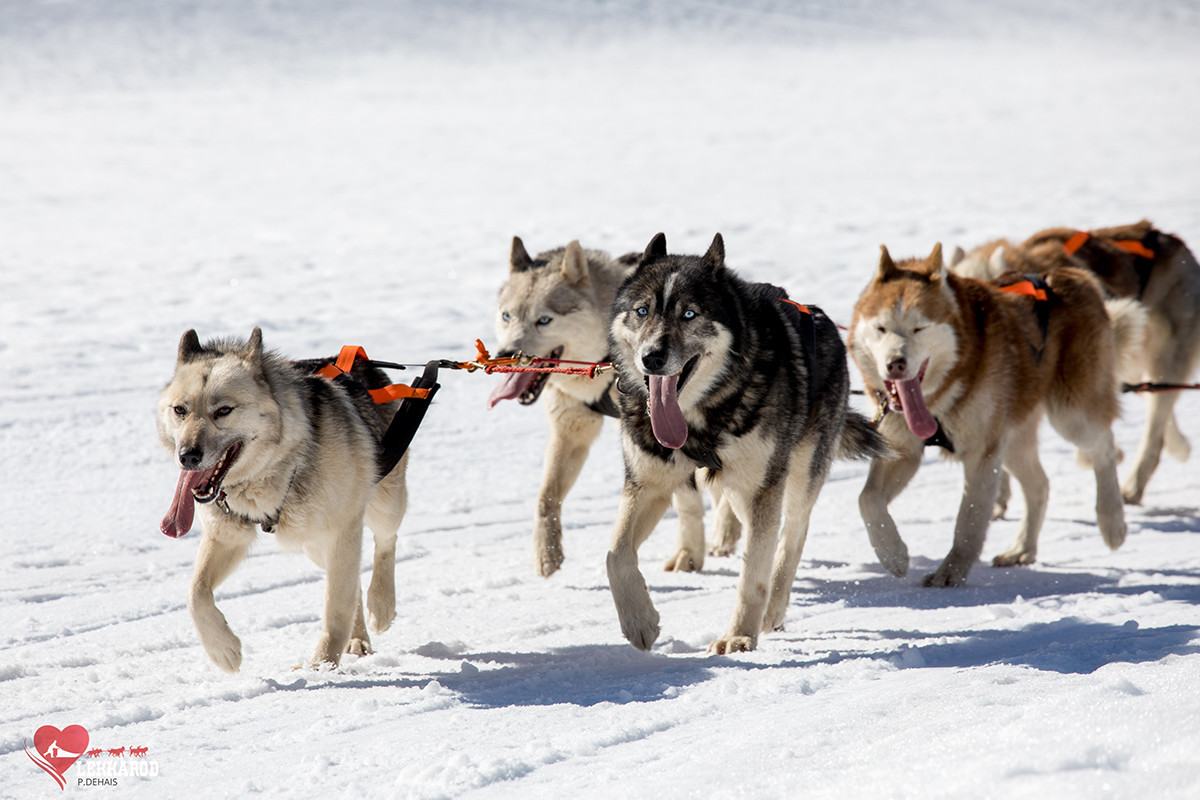 Photo Lekkarod course chiens de traîneau