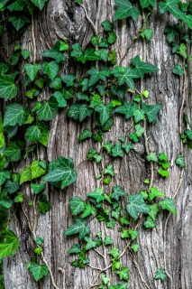 Produit entretien à base de lierre - © Freepik Produit entretien à base de lierre