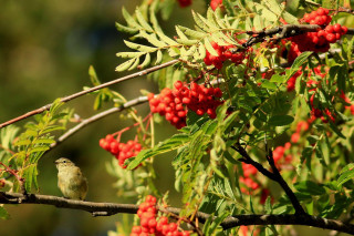 Plantes médicinales et comestibles - © Jonathan Perret Plantes médicinales et comestibles