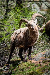 Observation de la faune - © Belledonne en Marche Observation de la faune