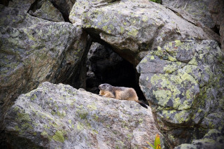 Traces des chamois - © Belledonne en Marche Traces des chamois