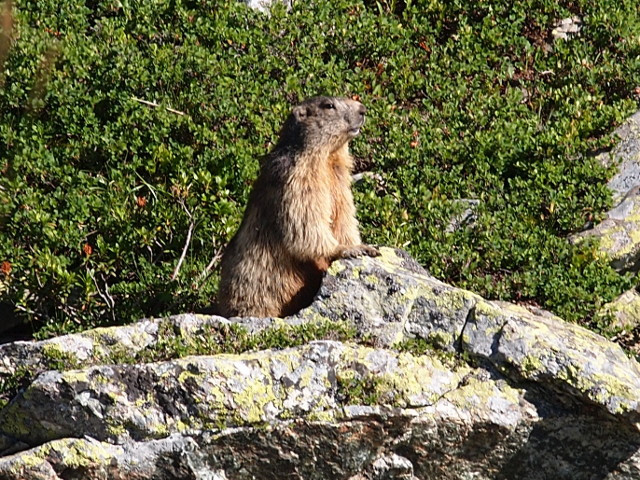 Marmot in Chamrousse