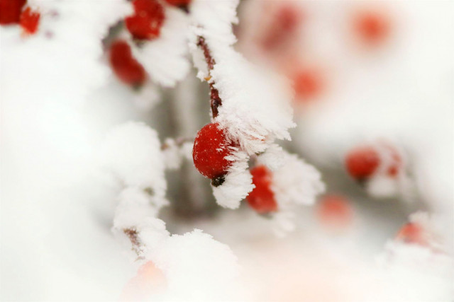 Berry Sorbier des oiseleurs or Birds's Sorbier