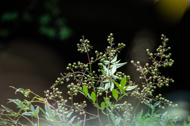 Réveil matinal Chamrousse