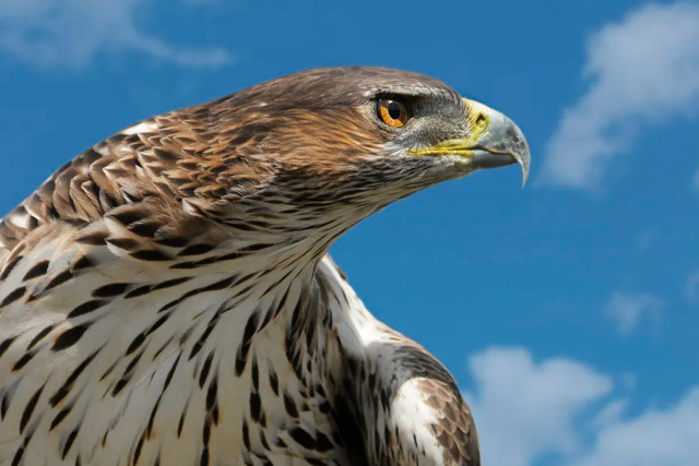 Naturanimationen von ADHEC_Chamrousse