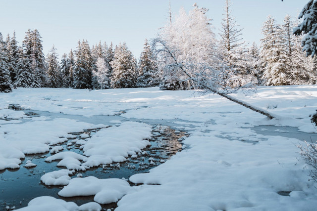 Forest bath Chamrousse - © Isabelle Bronner Forest bath Chamrousse
