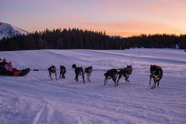 Chien de traîneau coucher de soleil Chamrousse Chien de traîneau coucher de soleil Chamrousse